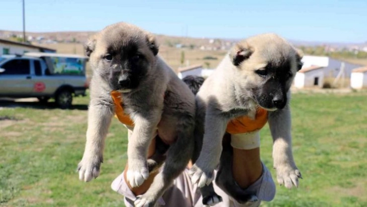 Yılda 2 defa yavruluyor, yavrular 5 bin liraya kadar alıcı buluyor