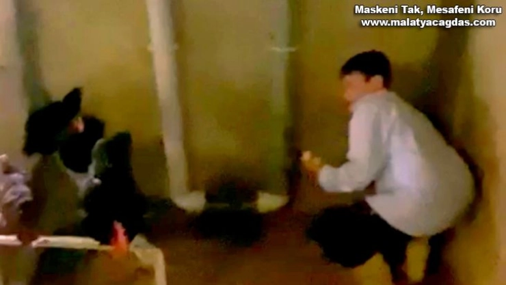 Yumurtaları toplamak isterken horozun saldırısına uğradı