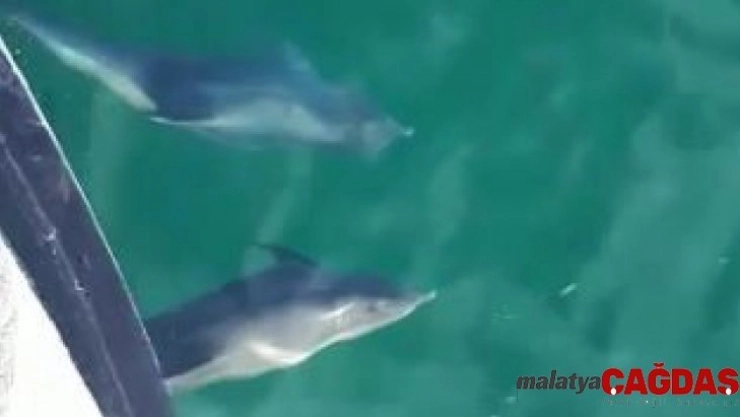 Yunuslar balıkçılarla yarıştı