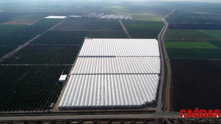 Yüreğir Ziraat Odası Başkanı Mehmet Akın Doğan: 'Türkiye'nin 150 bin ton muz açığının önümüzdeki senelerde kapanacak'