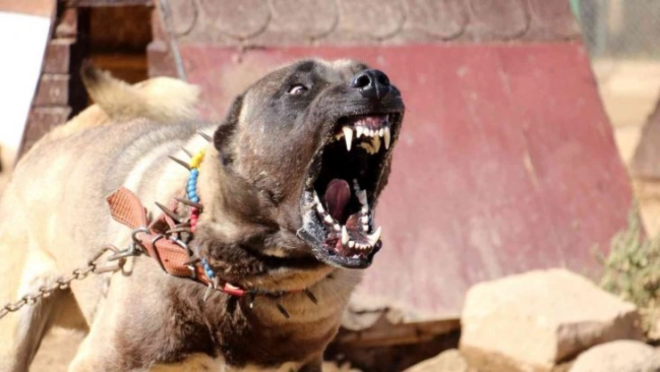 Yurtdışından talep yağıyor, lüks otomobil fiyatına alıcı buluyor