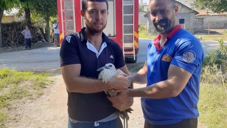 Yuvadan düşen yavru leyleğin yardımına itfaiye koştu