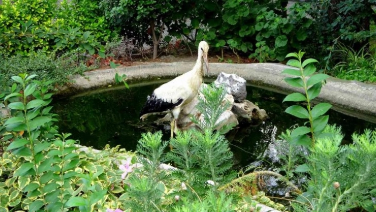 Yuvasından düşen yavru leylek korumaya alındı