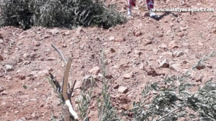 Zeytin ağaçlarını gövdelerinden kırıp attılar