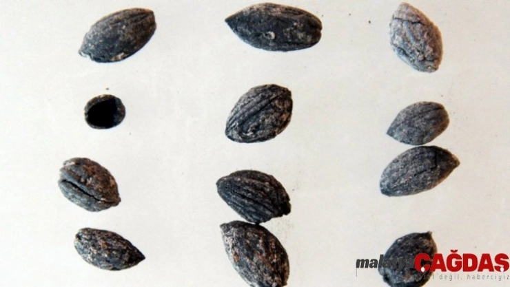 Zeytincilik tarihini değiştirecek araştırma