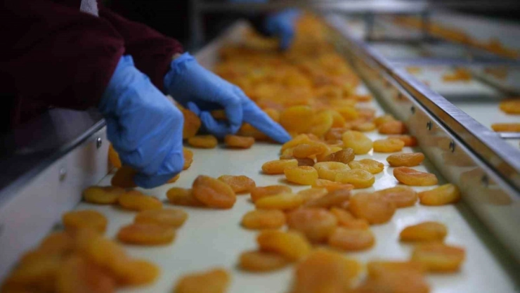 Kayısıda hedef 300 milyon dolar gelir