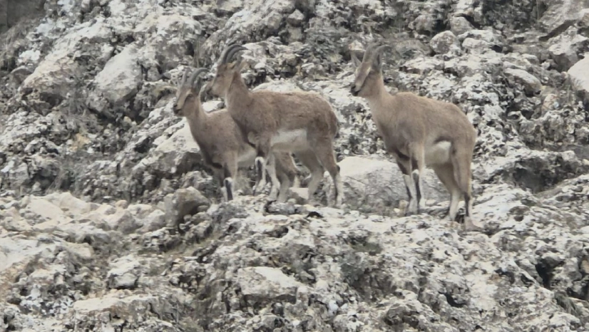 Dağ keçilerinin doğal yaşamı kameralara yansıdı