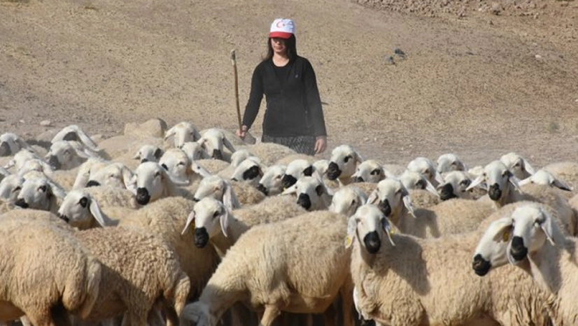 Depremde Ahırı Yıkıldı, Pes Etmedi: Kadın Besici Hayvan Sayısını 250'ye Çıkardı