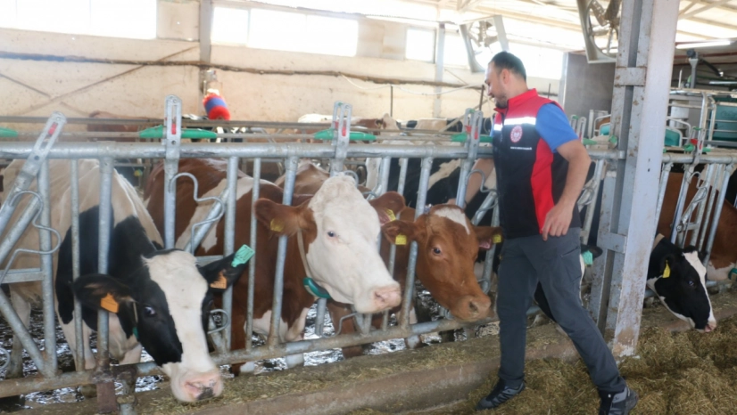 Erzincan'da Şap Aşısı Seferberliği: 50 Bin Hayvan Aşılandı