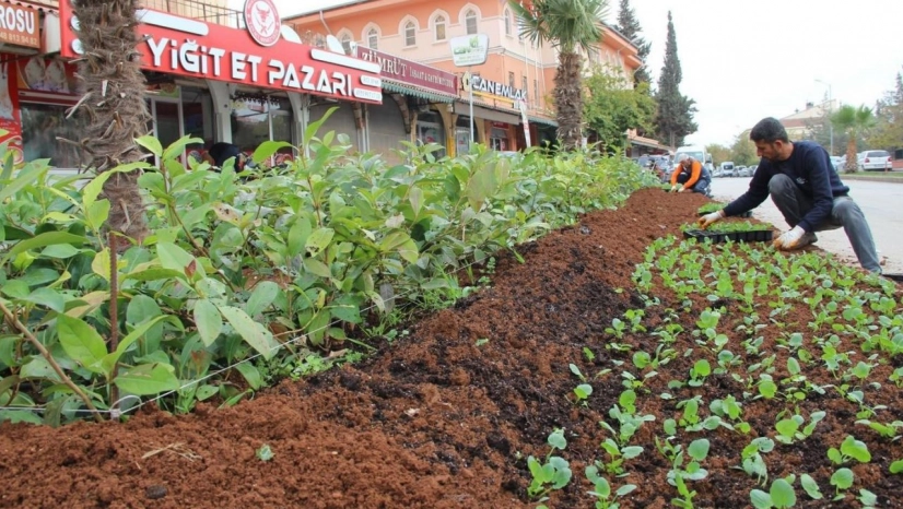 Kilis'te Parklara kış bitkileri dikiliyor