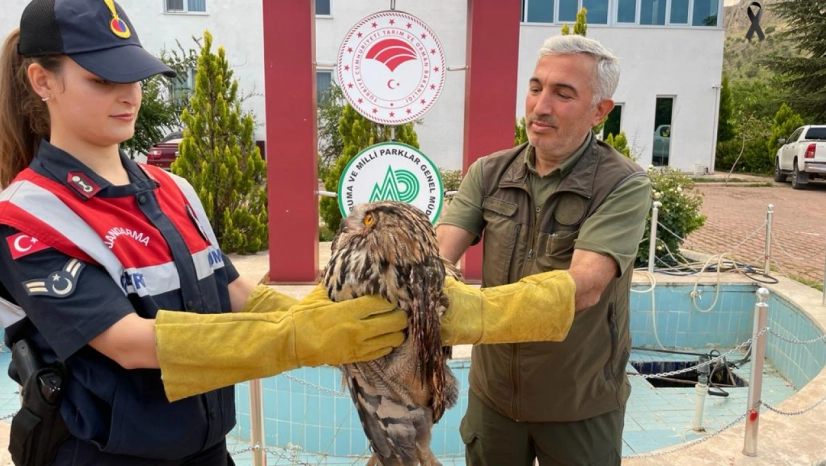 Orman baykuşu tedaviye alındı