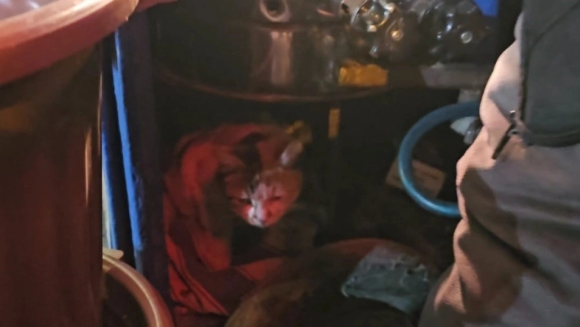 Sokak kedisine üşümesin diye kestane kazanının yanında bakıyor