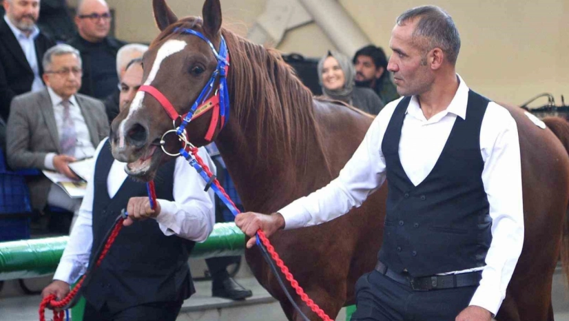 Sultansuyu'nun şampiyon tayları Veliefendi'de rekor fiyatlara satıldı