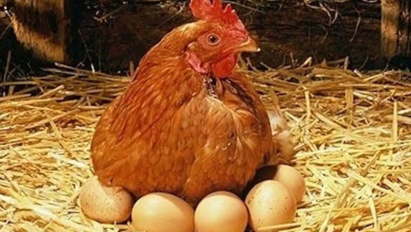Yumurta üretimi geriledi, tavuk eti üretimi arttı