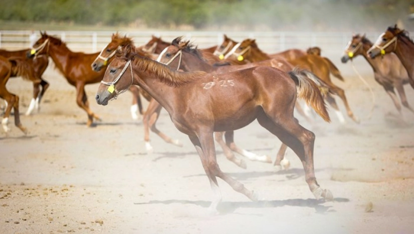 Sultansuyu'nda 2025 doğum sezonunda 110 tay dünyaya geldi
