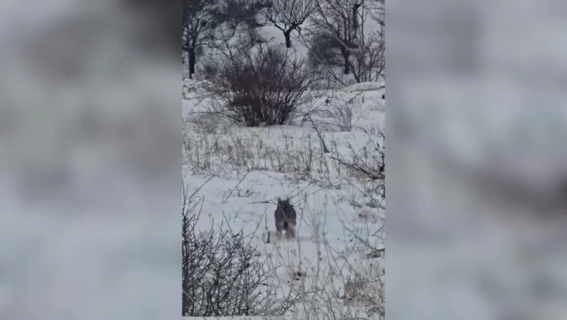 Vaşak Cep Telefonuyla Görüntülendi