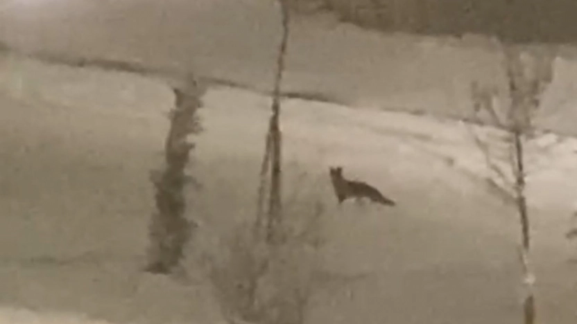 Aç kalan tilki şehir merkezine indi