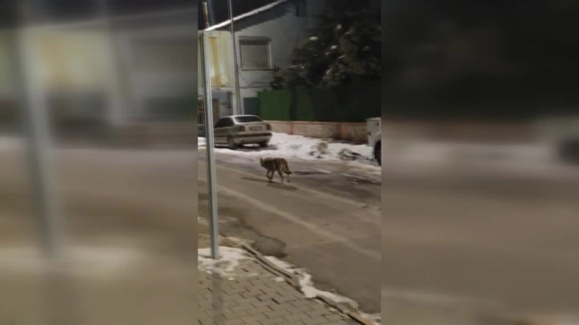 Hekimhan'da kurt korkuttu: Aç hayvan mahalleye kadar geldi