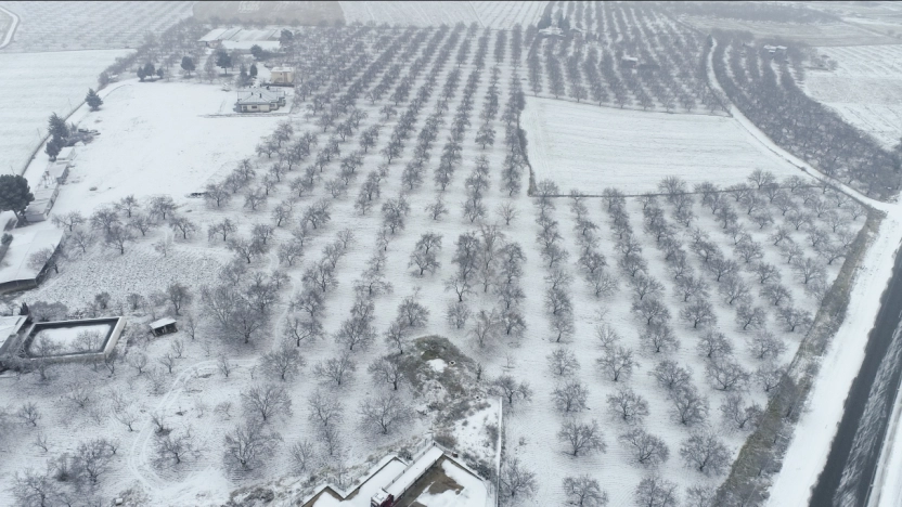 Kayısı bahçeleri beyaz örtüyle kaplandı