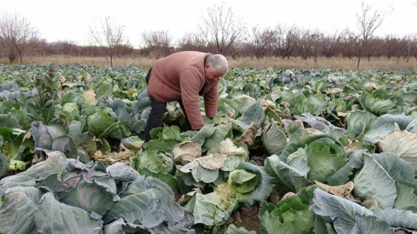 Çiftçiler alternatif ürünlerle zararlarını telefi ediyor