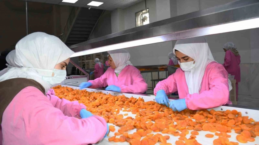 Kuru kayısıda 11 ayda 275 milyon dolar gelir elde edildi