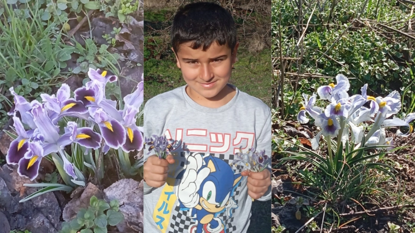 Malatya'da nevruz çiçekleri açtı