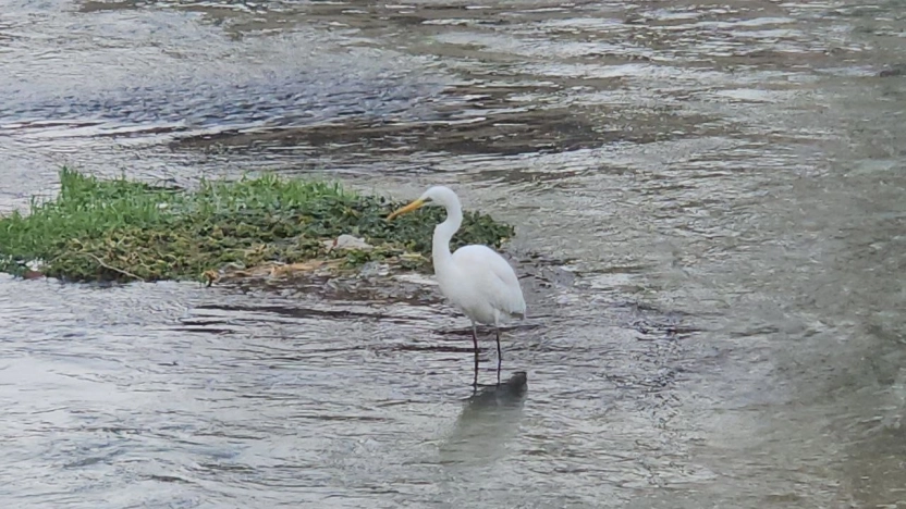 Tohma Çayı'nın Misafiri Balıkçıl Kuşu İlgi Odağı Oldu
