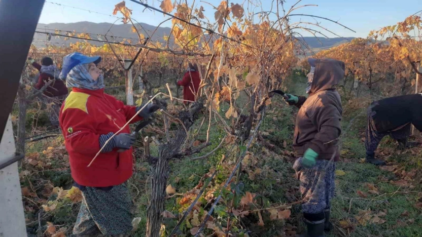 Üzüm bağlarında kadın istihdamı artıyor