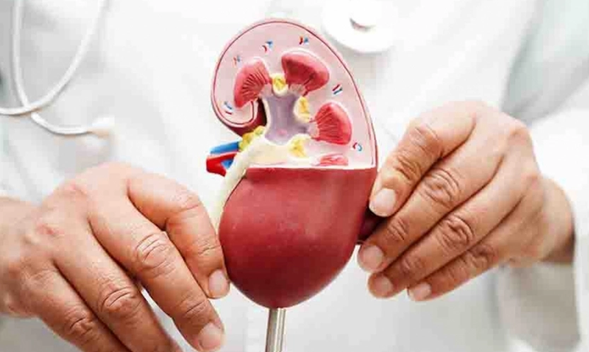 Böbrek hastalıkları her 7 kişiden birini tehdit ediyor