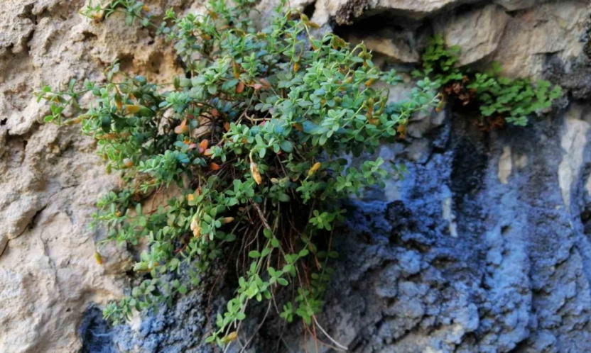 Bilim İnsanları Karşılaştırdı: Malatya Kantaronu Kimyasal İçerikte Fark Yarattı
