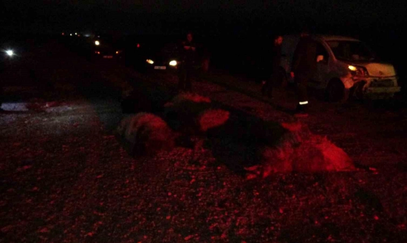 Hafif ticari araç sürüye daldı, 10'dan fazla koyun telef oldu