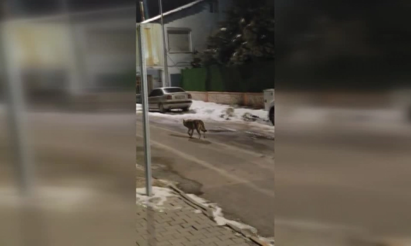 Hekimhan'da kurt korkuttu: Aç hayvan mahalleye kadar geldi