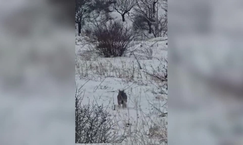 Hekimhan'da Vaşak Cep Telefonuyla Görüntülendi