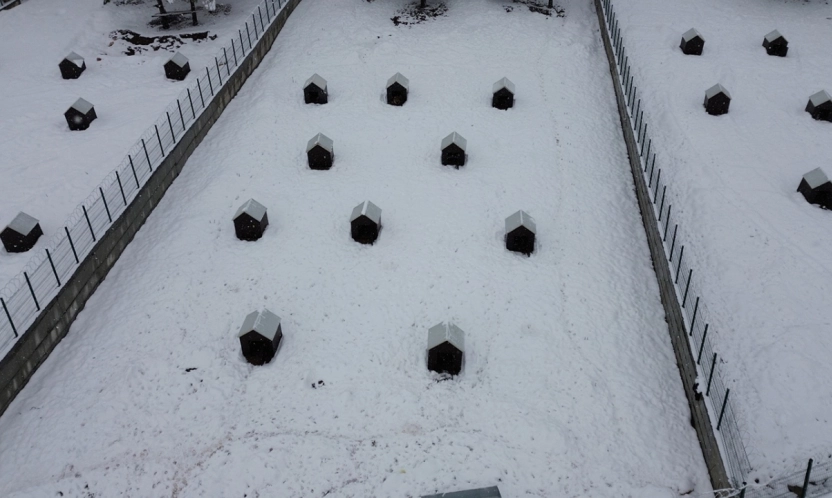 İkinci hayvan barınağı hizmete başladı