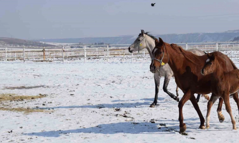 Malatya'da 2026 şampiyon adayı taylar dünyaya gelmeye başladı