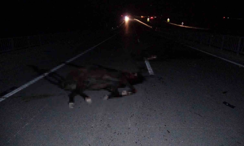 Malatya'da feci olay: Milyonluk taylar karayolunda telef oldu