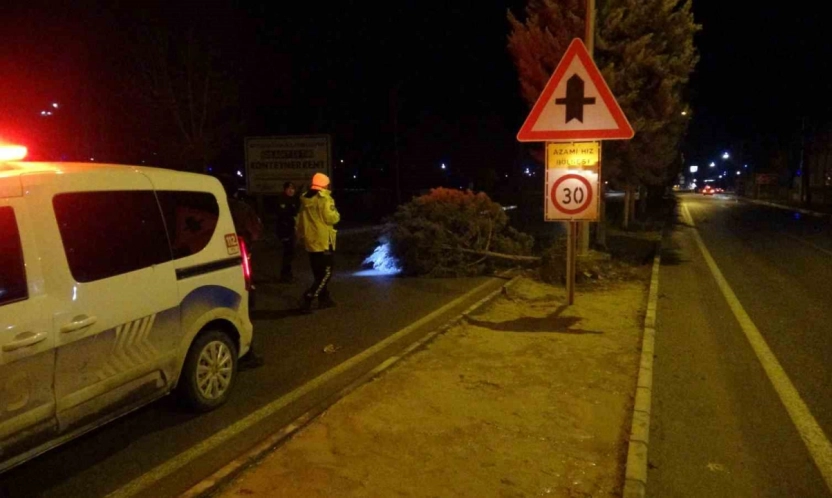 Fırtına ağaçları kökünden söktü