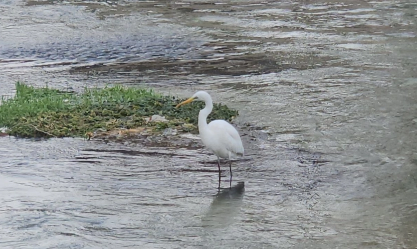 Tohma Çayı'nın Misafiri Balıkçıl Kuşu İlgi Odağı Oldu