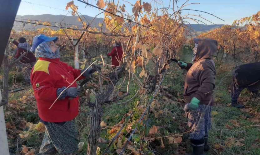 Üzüm bağlarında kadın istihdamı artıyor