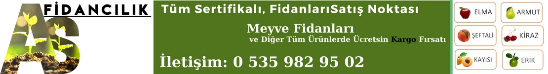 As Fidancılık